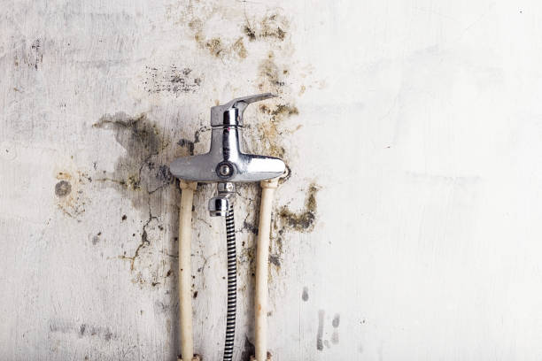 Best Mold Remediation  in Waldo, AR