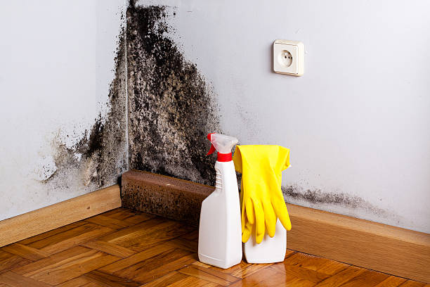 Certified Mold Removal in Waldo, AR
