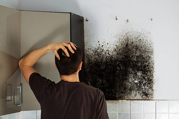 Best Toxic Mold Removal  in Waldo, AR